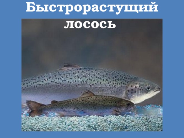 Быстрорастущий лосось 