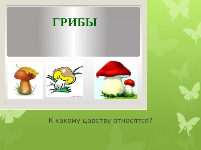 К какому царству относятся? 