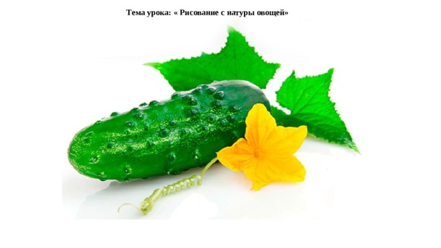 Тема урока: « Рисование с натуры овощей» 