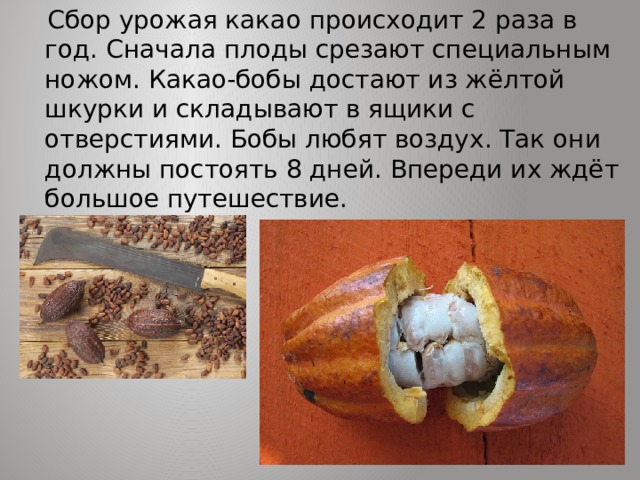  Сбор урожая какао происходит 2 раза в год. Сначала плоды срезают специальным ножом. Какао-бобы достают из жёлтой шкурки и складывают в ящики с отверстиями. Бобы любят воздух. Так они должны постоять 8 дней. Впереди их ждёт большое путешествие. 