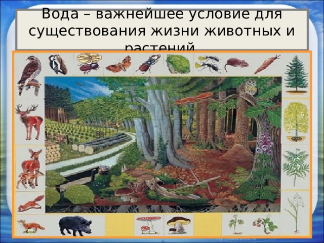 Вода – важнейшее условие для существования жизни животных и растений. 