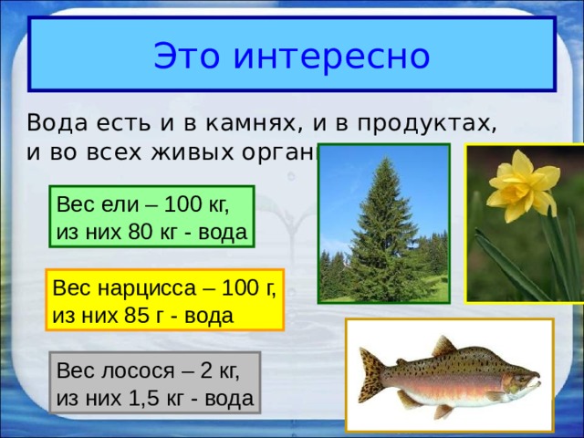 Это интересно  Вода есть и в камнях, и в продуктах, и во всех живых организмах. Вес ели – 100 кг, из них 80 кг - вода Вес нарцисса – 100 г, из них 85 г - вода Вес лосося – 2 кг, из них 1,5 кг - вода 