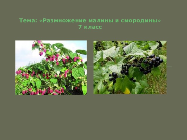 Тема: «Размножение малины и смородины»  7 класс 