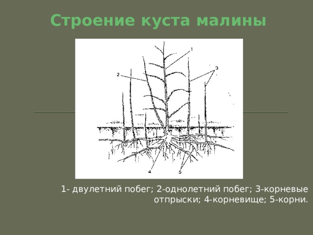 Строение куста малины 1- двулетний побег; 2-однолетний побег; 3-корневые отпрыски; 4-корневище; 5-корни. 