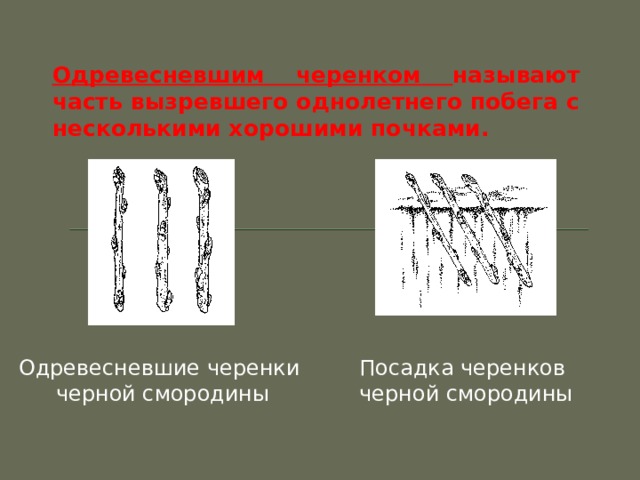 Одревесневшим черенком называют часть вызревшего однолетнего побега с несколькими хорошими почками. Одревесневшие черенки Посадка черенков черной смородины черной смородины 