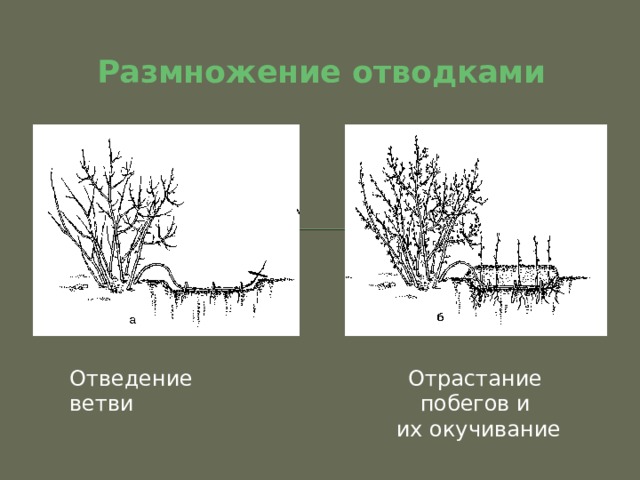 Размножение отводками Отведение ветви Отрастание побегов и  их окучивание 