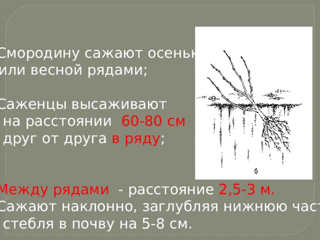Смородину сажают осенью  или весной рядами; Саженцы высаживают  на расстоянии 60-80 см  друг от друга в ряду ; Между рядами - расстояние 2,5-3 м. Сажают наклонно, заглубляя нижнюю часть  стебля в почву на 5-8 см. 