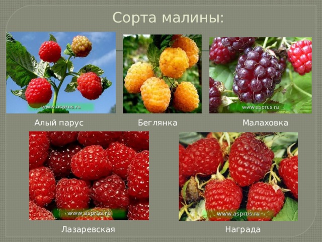 Сорта малины: Алый парус Беглянка Малаховка Лазаревская Награда 