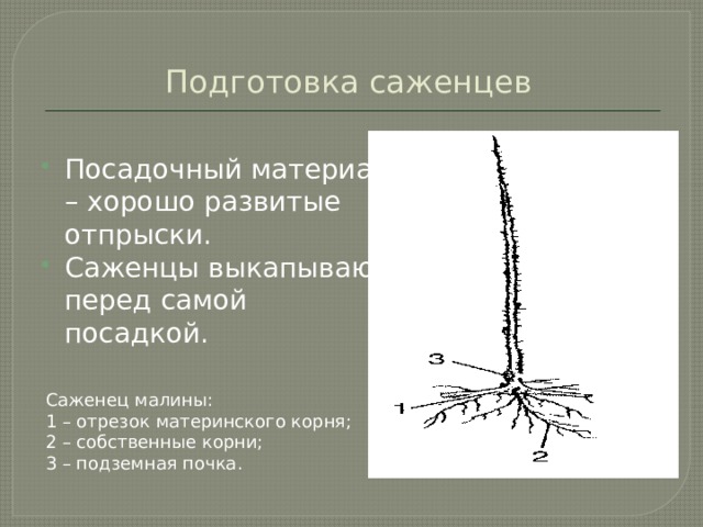 Подготовка саженцев Посадочный материал – хорошо развитые отпрыски. Саженцы выкапывают перед самой посадкой. Саженец малины: 1 – отрезок материнского корня; 2 – собственные корни; 3 – подземная почка. 
