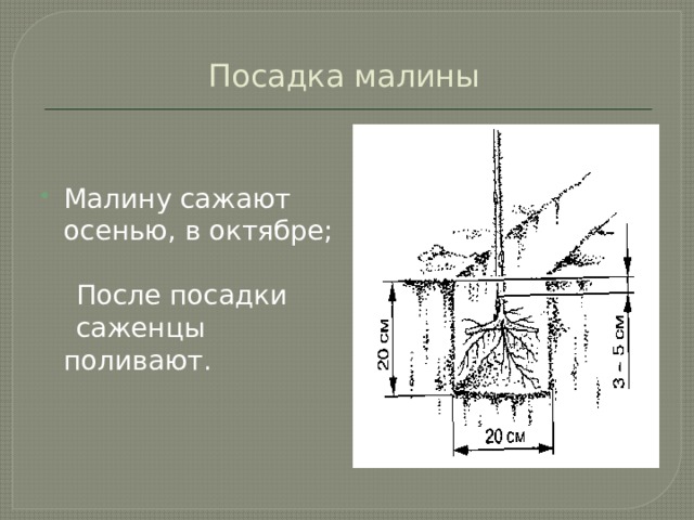 Посадка малины Малину сажают осенью, в октябре;  После посадки  саженцы поливают. 
