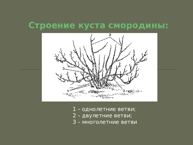 Строение куста смородины: 1 – однолетние ветви; 2 – двулетние ветви; 3 – многолетние ветви 