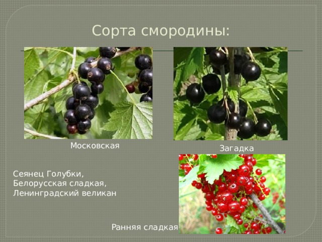 Сорта смородины: Московская Загадка Сеянец Голубки, Белорусская сладкая, Ленинградский великан Ранняя сладкая 