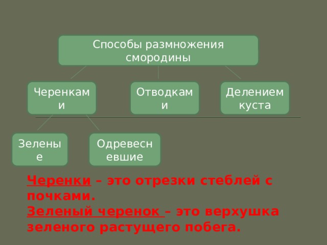 Способы размножения смородины Черенками Отводками Делением куста Одревесневшие Зеленые Черенки – это отрезки стеблей с почками.  Зеленый черенок – это верхушка зеленого растущего побега. 