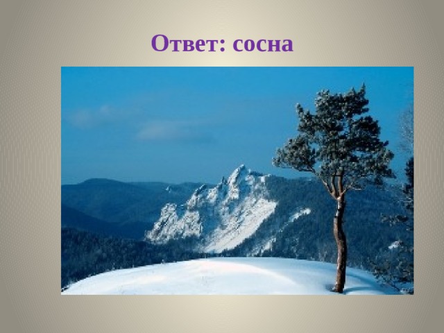 Ответ: сосна 