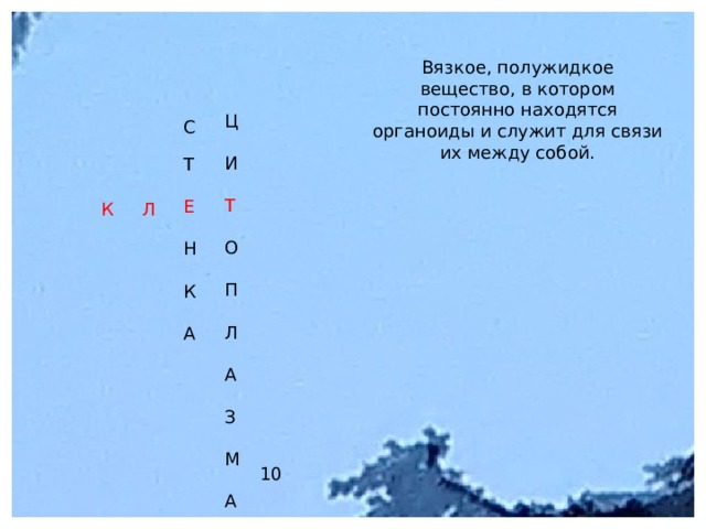 Вязкое, полужидкое вещество, в котором постоянно находятся органоиды и служит для связи их между собой. Ц И Т О П Л А З М А С Т Е Н К А Л К 10 