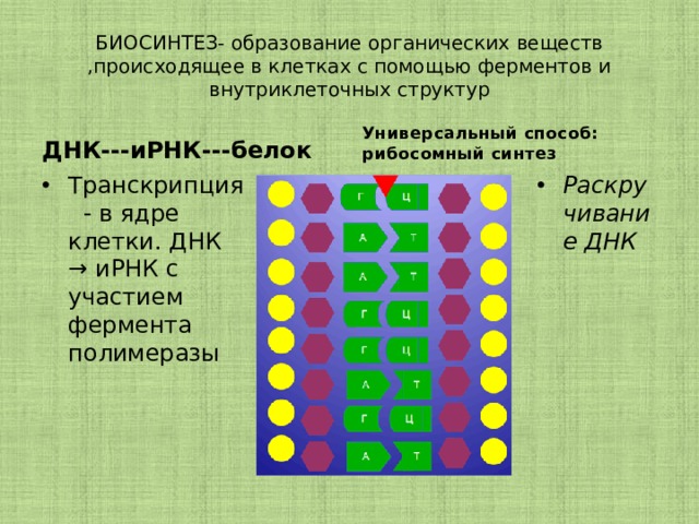 БИОСИНТЕЗ- образование органических веществ ,происходящее в клетках с помощью ферментов и внутриклеточных структур ДНК---иРНК---белок Универсальный способ: рибосомный синтез Транскрипция  - в ядре клетки. ДНК → иРНК с участием фермента полимеразы Раскручивание ДНК 