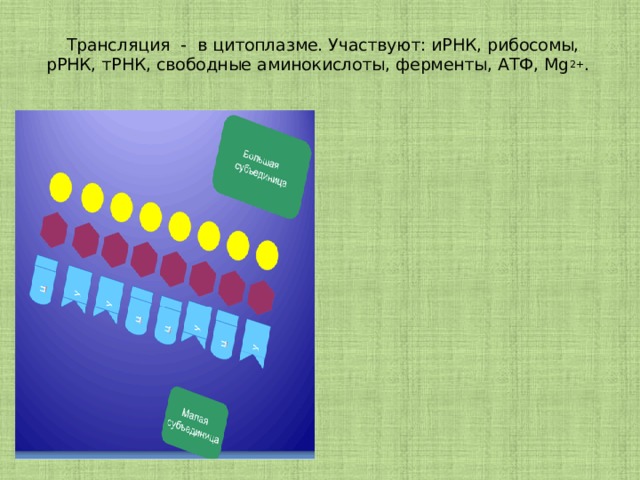 Трансляция  -  в цитоплазме. Участвуют: иРНК, рибосомы, рРНК, тРНК, свободные аминокислоты, ферменты, АТФ, Мg 2+ .    