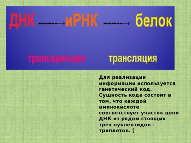 Для реализации информации используется генетический код. Сущность кода состоит в том, что каждой аминокислоте соответствует участок цепи ДНК из рядом стоящих трёх нуклеотидов – триплетов. ( 