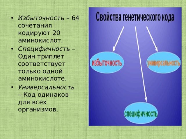 Избыточность – 64 сочетания кодируют 20 аминокислот. Специфичность – Один триплет соответствует  только одной аминокислоте. Универсальность – Код одинаков для всех организмов. 