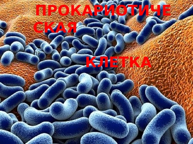 ПРОКАРИОТИЧЕСКАЯ КЛЕТКА ПР 