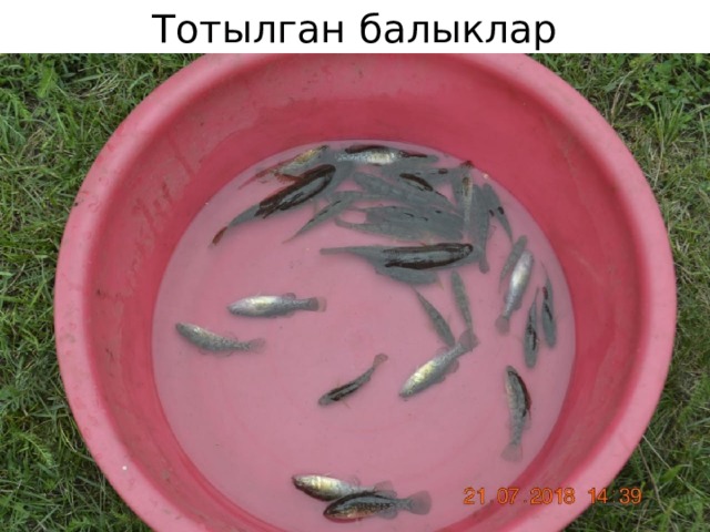 Тотылган балыклар 