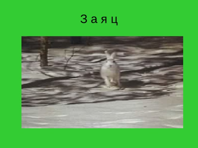 З а я ц 