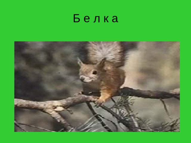 Б е л к а 
