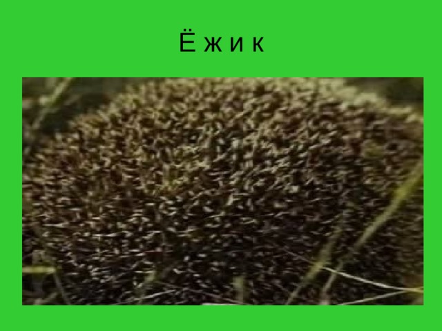 Ё ж и к 