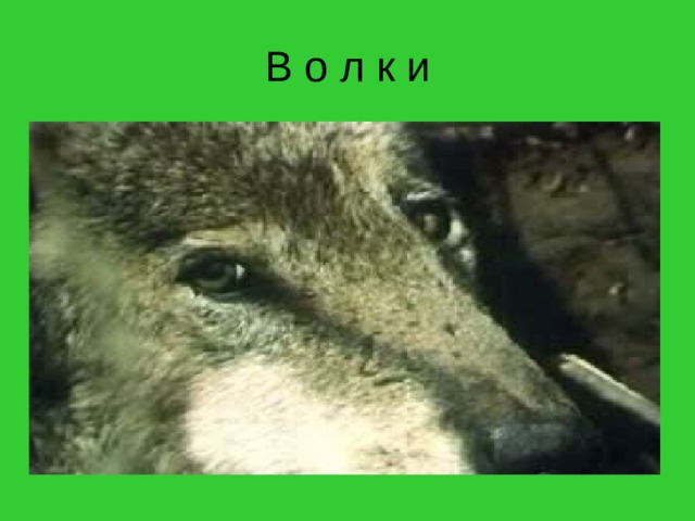 В о л к и 