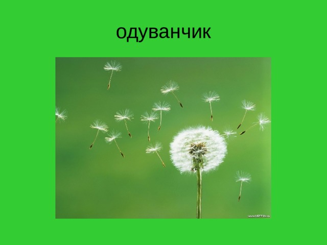 одуванчик 