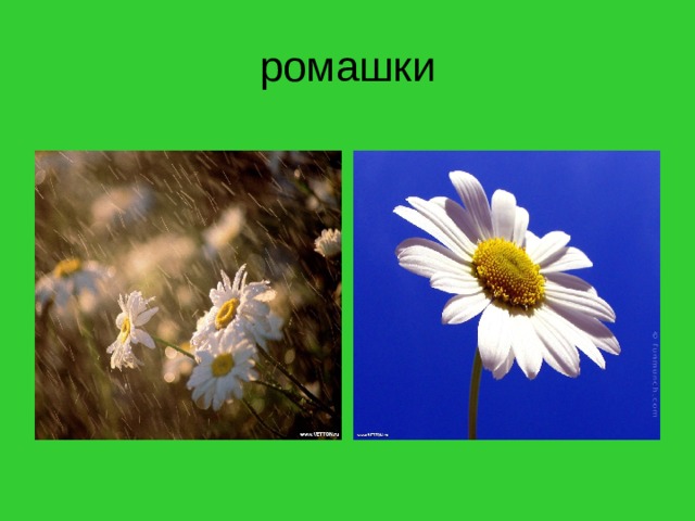 ромашки 