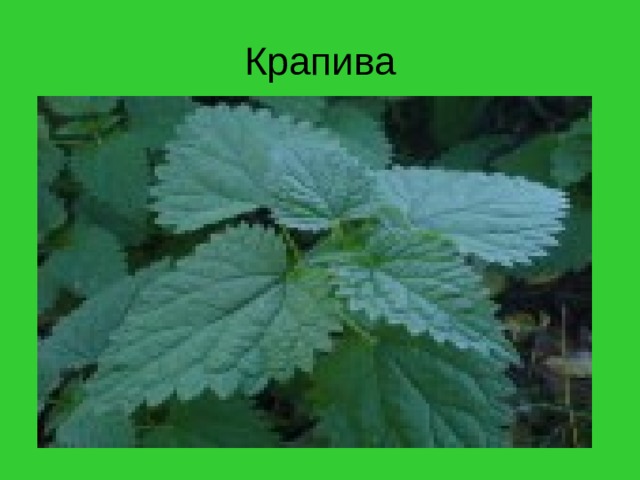 Крапива 