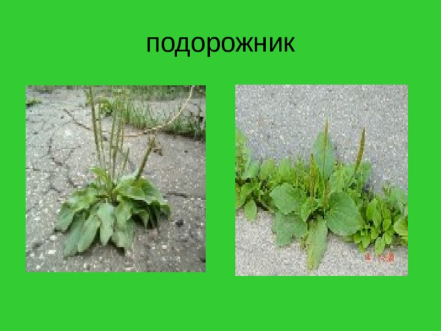 подорожник 