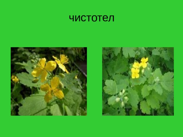 чистотел 