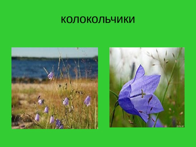 колокольчики 