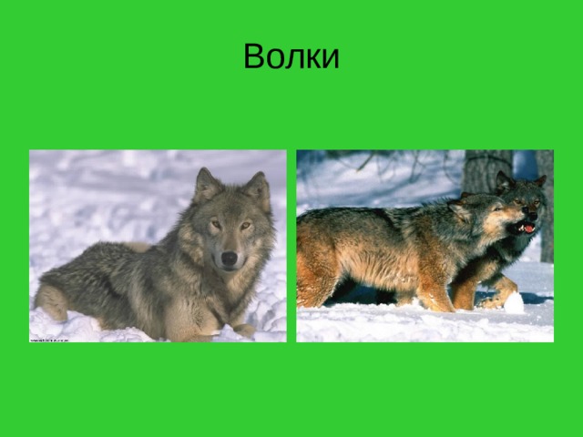 Волки 