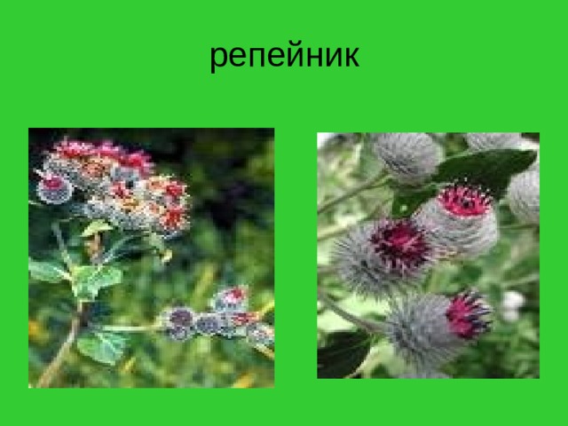 репейник 