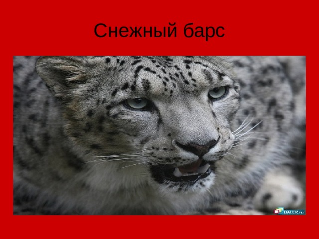 Снежный барс 