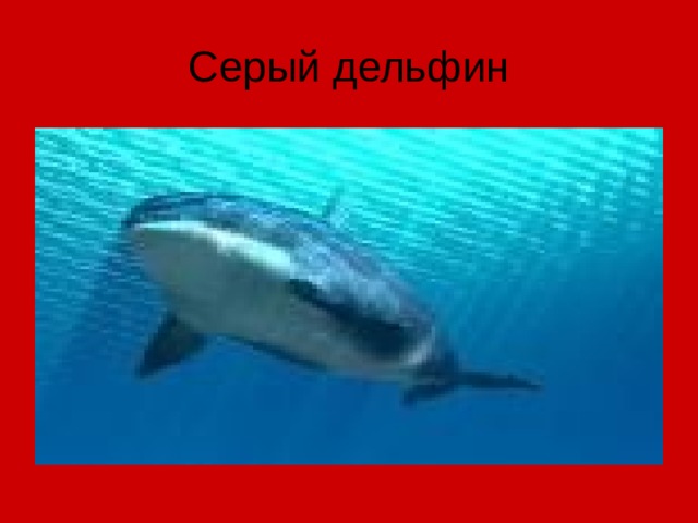 Серый дельфин 