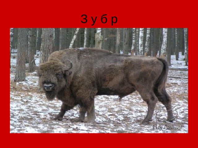 З у б р 