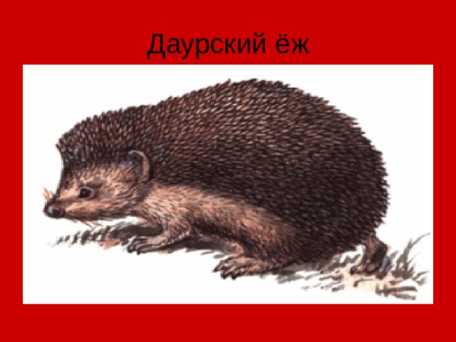 Даурский ёж 