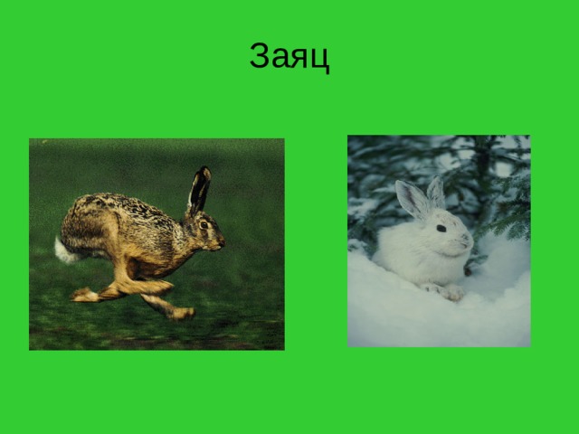 Заяц 