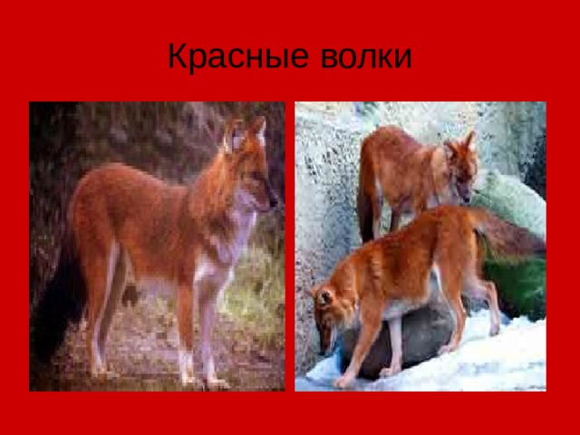 Красные волки 