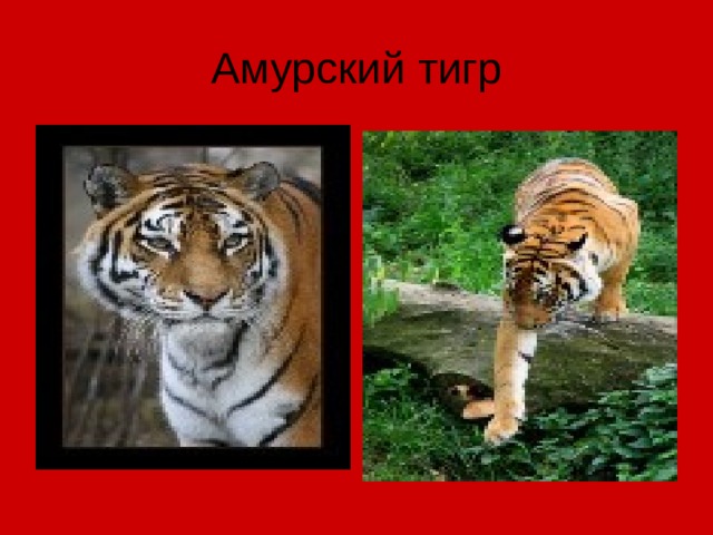 Амурский тигр 