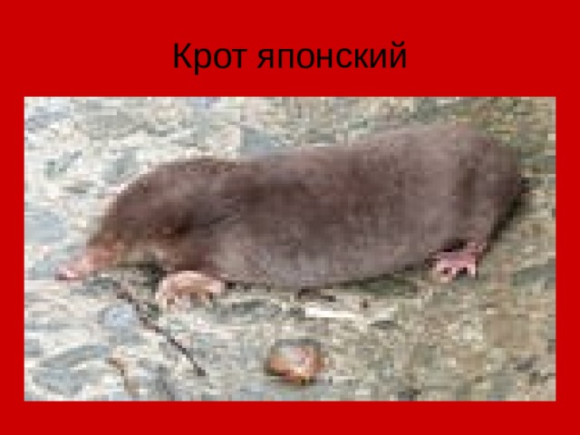 Крот японский 