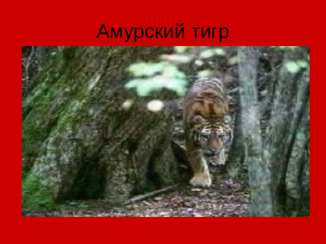 Амурский тигр 