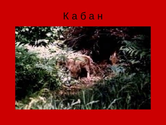 К а б а н 
