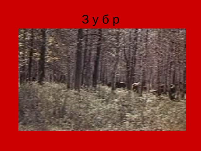 З у б р 