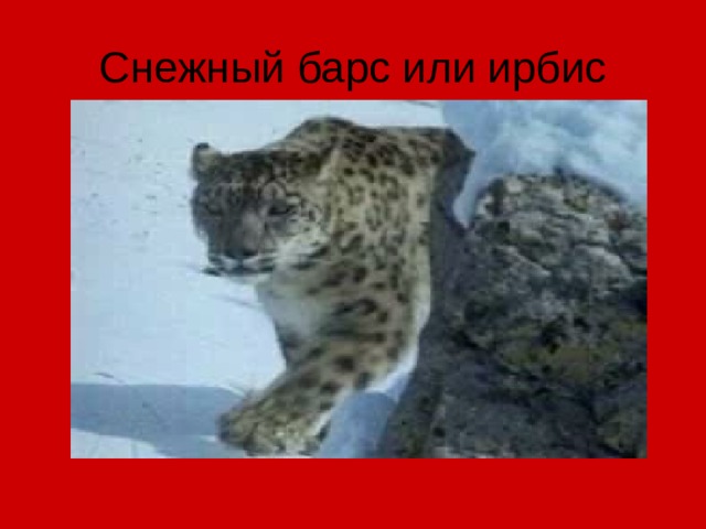 Снежный барс или ирбис 
