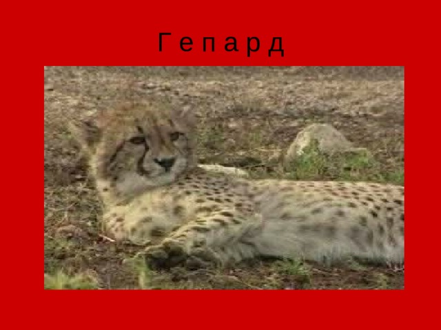 Г е п а р д 
